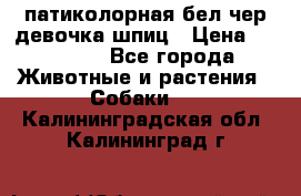 патиколорная бел/чер девочка шпиц › Цена ­ 15 000 - Все города Животные и растения » Собаки   . Калининградская обл.,Калининград г.